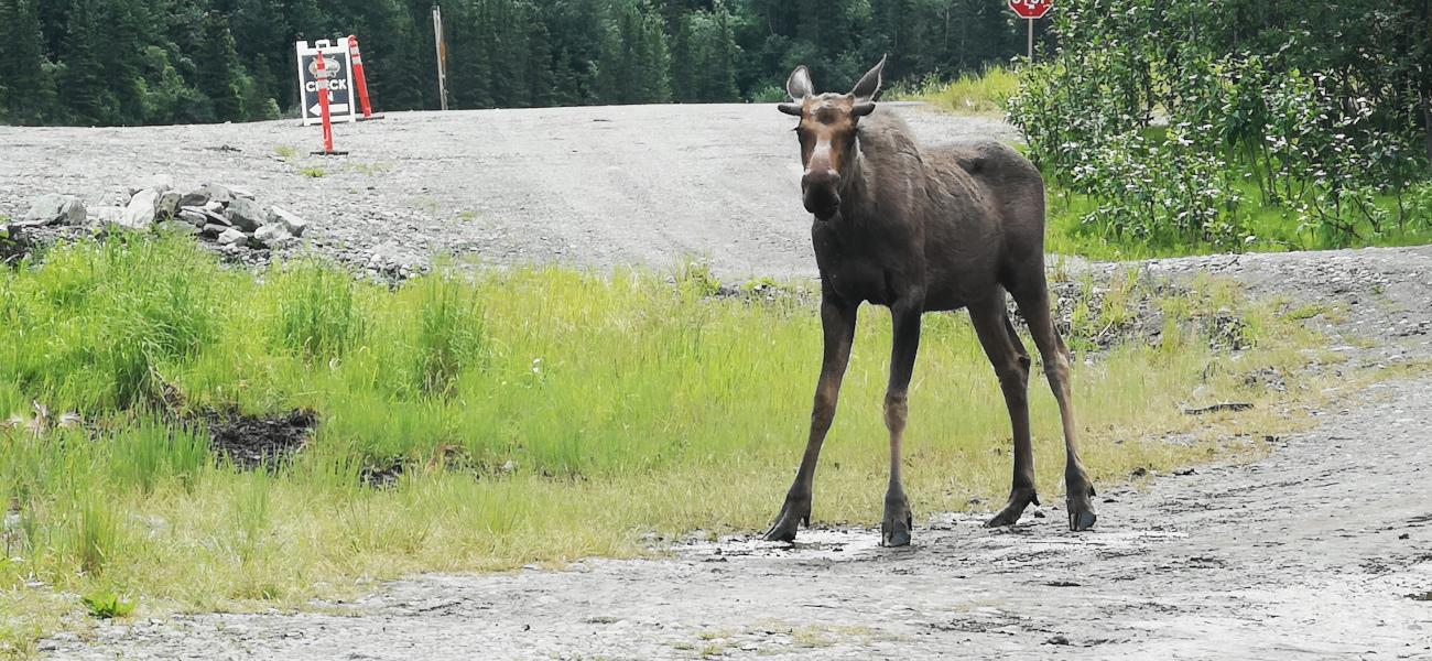 Alaska, tierra de aventuras. 