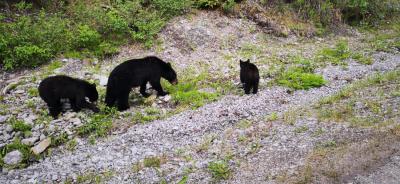 Alaska, tierra de aventuras. 